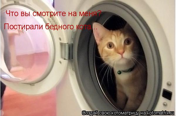 Что вы смотрите на меня? Постирали бедного кота...... Котоматрица: Что вы смотрите на меня? Постирали бедного кота...