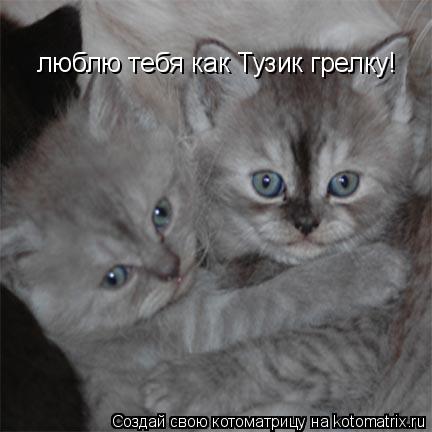 Котоматрица: люблю тебя как Тузик грелку!