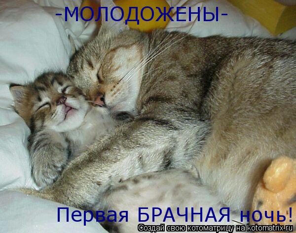 -МОЛОДОЖЕНЫ- Первая БРАЧНАЯ ночь!... Котоматрица: -МОЛОДОЖЕНЫ- Первая БРАЧНАЯ ночь!