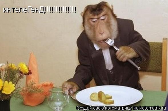 Котоматрица: интелеГенД!!!!!!!!!!!!!!