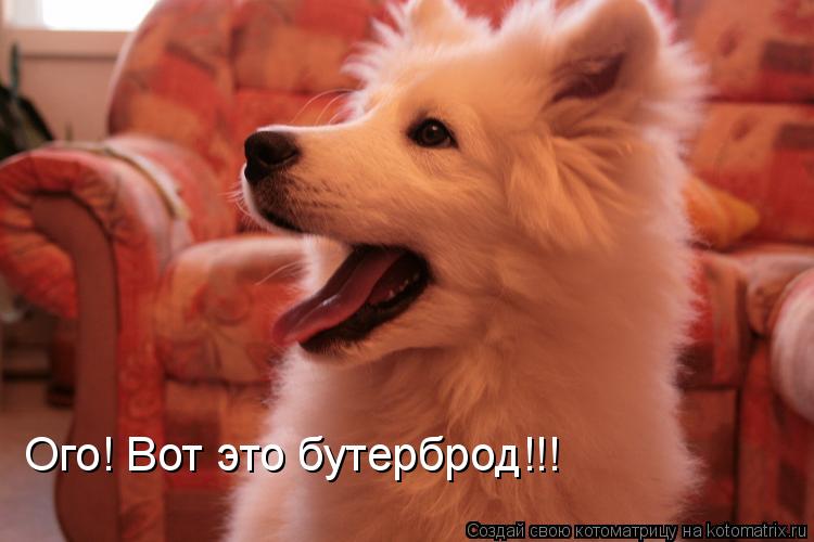 Котоматрица: Ого! Вот это бутерброд!!!