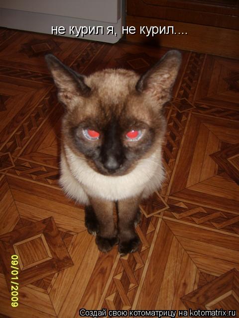 Котоматрица: не курил я, не курил....