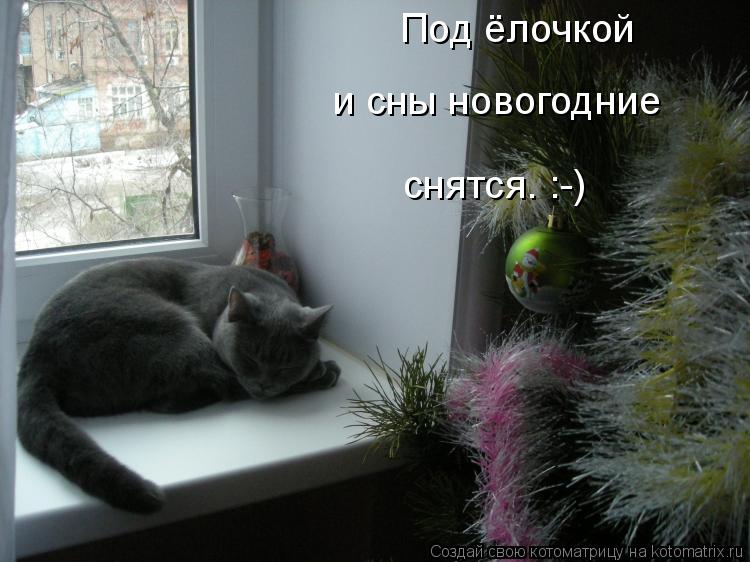 Под ёлочкой и сны новогодние снятся. :-)... Котоматрица: Под ёлочкой и сны новогодние снятся. :-)