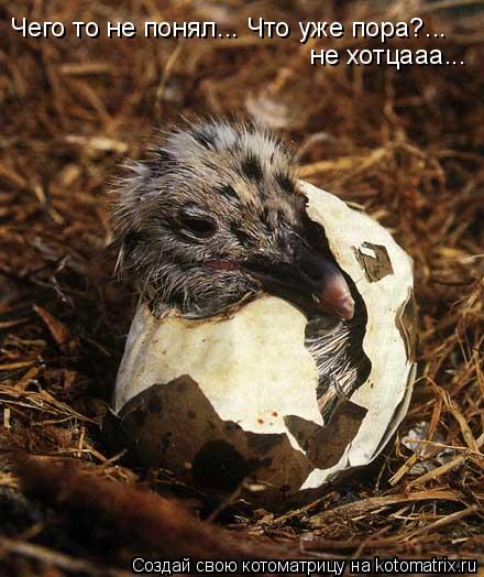 Котоматрица: Чего то не понял... Что уже пора?...  не хотцааа...