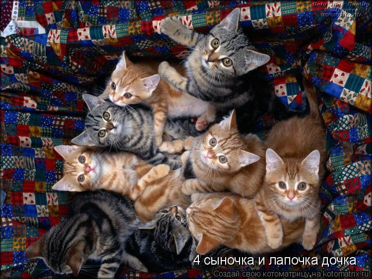 Котоматрица: 4 сыночка и лапочка дочка