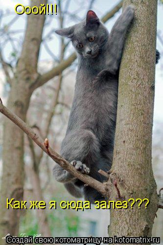 Котоматрица: Ооой!!! Как же я сюда залез???
