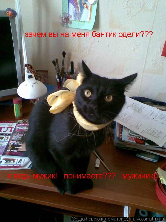 Котоматрица: зачем вы на меня бантик одели??? я ведь мужик!   понимаете???   мужииик!