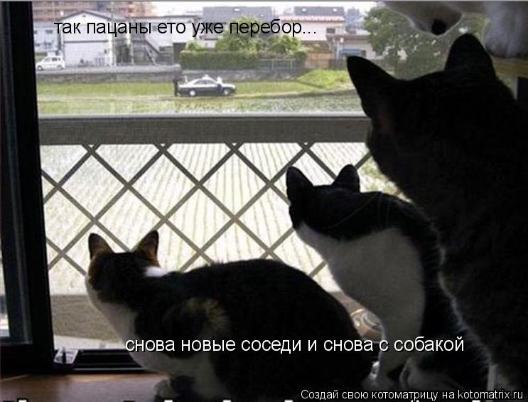 так пацаны ето уже перебор... снова новые соседи и снова с собакой... Котоматрица: так пацаны ето уже перебор... снова новые соседи и снова с собакой