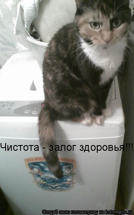 Чистота - залог здоровья!!!... Котоматрица: Чистота - залог здоровья!!!