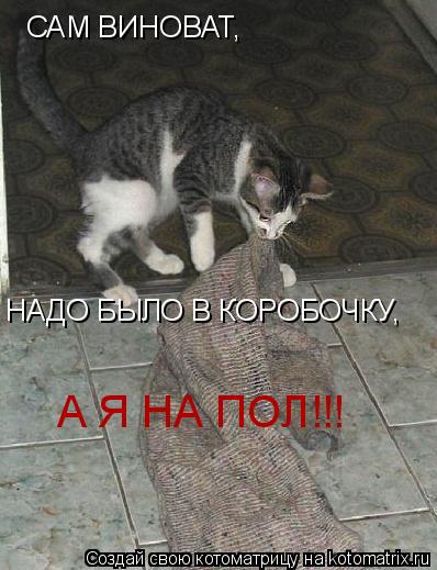 Котоматрица: САМ ВИНОВАТ, НАДО БЫЛО В КОРОБОЧКУ, А Я НА ПОЛ!!!