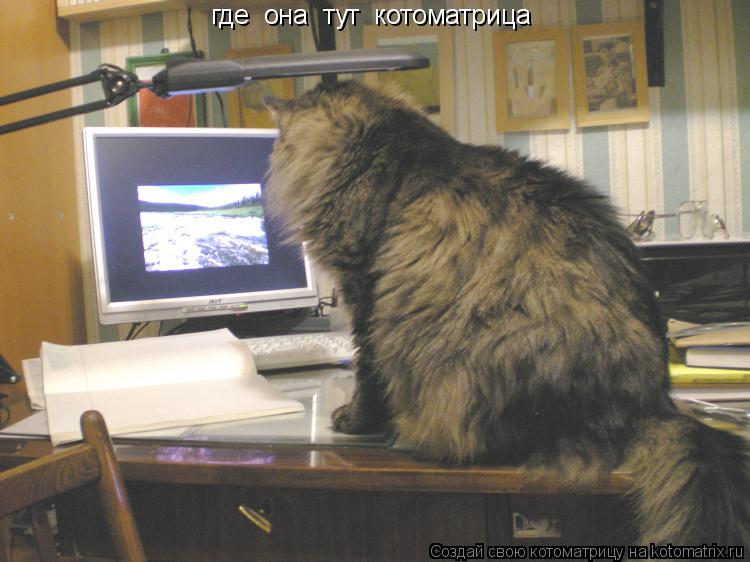 Котоматрица: где  она  тут  котоматрица