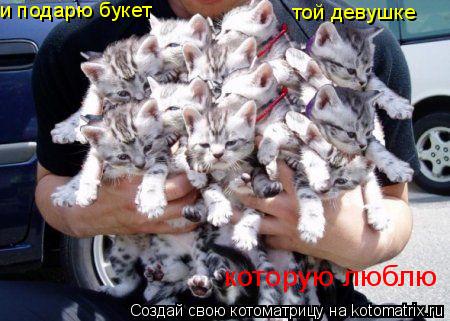 Котоматрица: и подарю букет  той девушке которую люблю