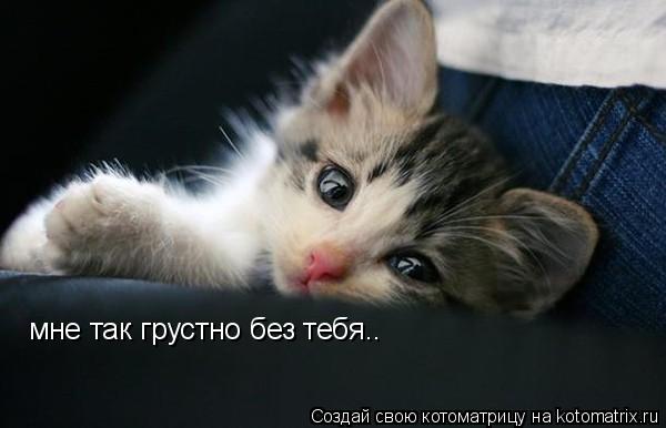 мне так грустно без тебя..... Котоматрица: мне так грустно без тебя..