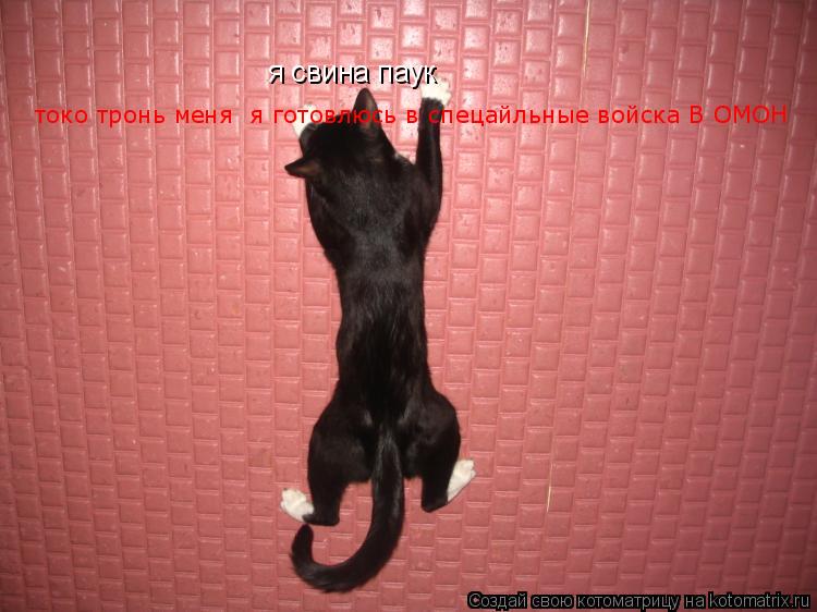 Котоматрица: я свина паук  токо тронь меня  я готовлюсь в спецайльные войска В ОМОН