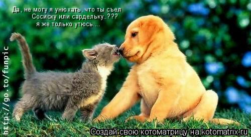 Котоматрица: Да, не могу я унюхать, что ты съел Сосиску или сардельку..??? я же только утюсь....