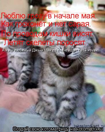 Котоматрица: Люблю грозу в начале мая. Как грохонёт и нет сарая. По проводам кишки висят. Летят скелеты поросят. А наш любимый Джеки Чан по полю ищет свой 