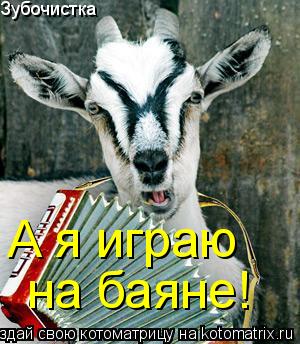 Котоматрица: Зубочистка А я играю на баяне!