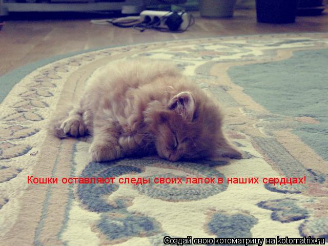 Кошки оставляют следы своих лапок в наших сердцах!... Котоматрица: Кошки оставляют следы своих лапок в наших сердцах!
