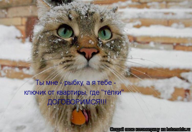 Котоматрица: Ты мне - рыбку, а я тебе -  ключик от квартиры, где "тёлки" ДОГОВОРИМСЯ!!!