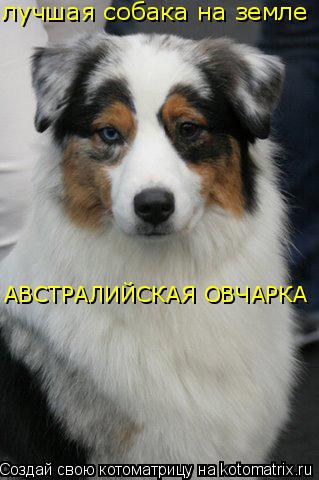 Котоматрица: лучшая собака на земле АВСТРАЛИЙСКАЯ ОВЧАРКА