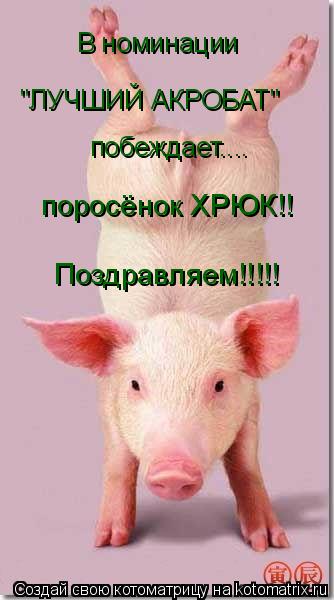 В номинации "ЛУЧШИЙ АКРОБАТ" побеждает.... поросёнок ХРЮК!! Поздравляем!!!!!... Котоматрица: В номинации "ЛУЧШИЙ АКРОБАТ" побеждает.... поросёнок ХРЮК!! Поздравляем!!!!!