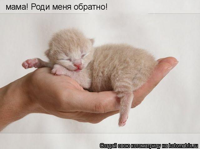 мама! Роди меня обратно!... Котоматрица: мама! Роди меня обратно!
