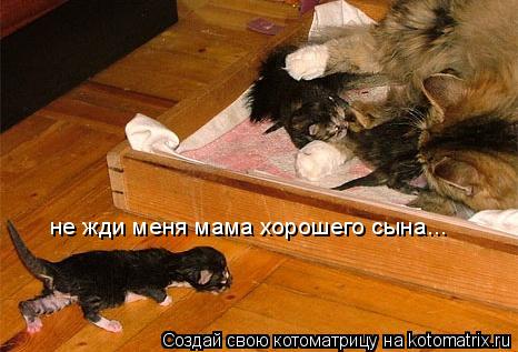 Котоматрица: не жди меня мама хорошего сына...