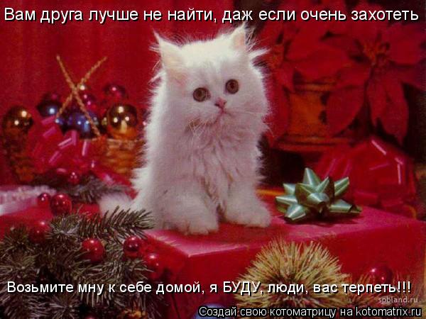Котоматрица: Вам друга лучше не найти, даж если очень захотеть Возьмите мну к себе домой, я БУДУ, люди, вас терпеть!!!
