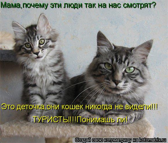 Мама,почему эти люди так на нас смотрят? Это деточка,они кошек никогда не видели!!! ТУРИСТЫ!!!Понимаш... Котоматрица: Мама,почему эти люди так на нас смотрят? Это деточка,они кошек никогда не видели!!! ТУРИСТЫ!!!Понимашь ли!
