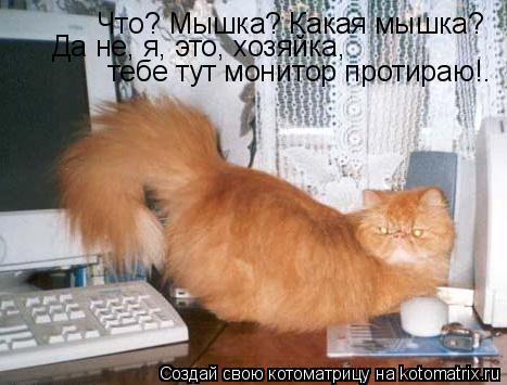 Что? Мышка? Какая мышка? Да не, я, это, хозяйка, тебе тут монитор протираю!.... Котоматрица: Что? Мышка? Какая мышка? Да не, я, это, хозяйка, тебе тут монитор протираю!.
