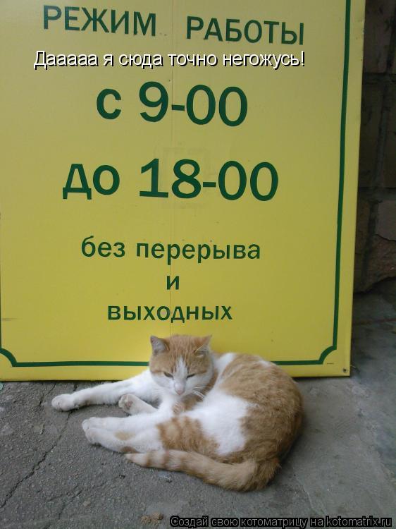 Дааааа я сюда точно негожусь!... Котоматрица: Дааааа я сюда точно негожусь!