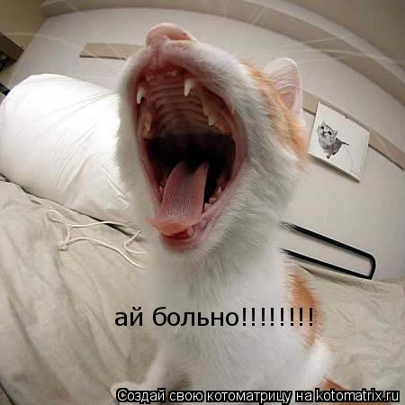 ай больно!!!!!!!! ай больно!!!!!!!!... Котоматрица: ай больно!!!!!!!! ай больно!!!!!!!!
