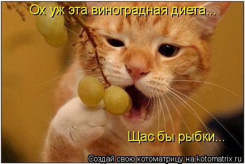 Котоматрица: Ох уж эта виноградная диета... Щас бы рыбки...