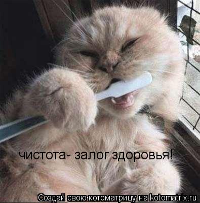Котоматрица: чистота- залог здоровья!