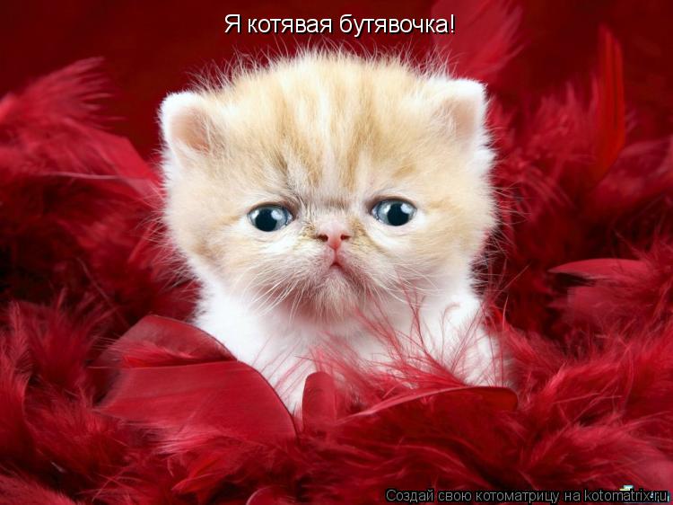 Я котявая бутявочка! Я котявая бутявочка!... Котоматрица: Я котявая бутявочка! Я котявая бутявочка!