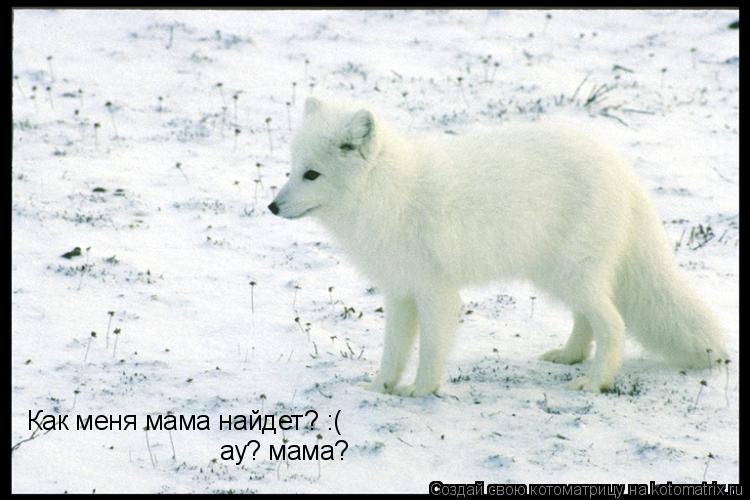 Как меня мама найдет? :( ау? мама?... Котоматрица: Как меня мама найдет? :( ау? мама?