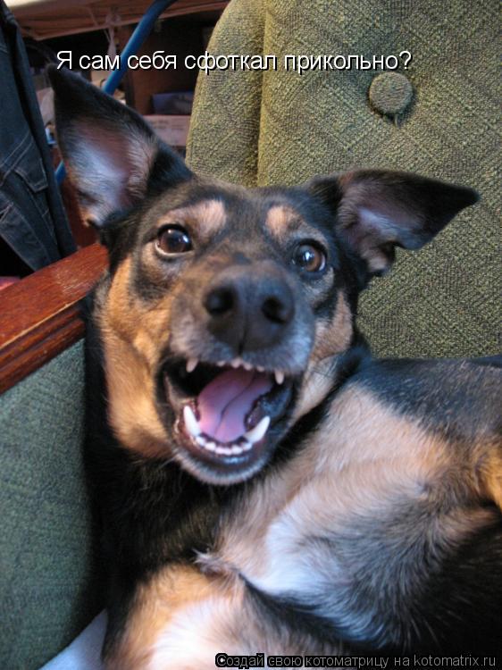 Котоматрица: Я сам себя сфоткал прикольно?