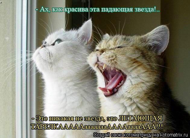 *... Котоматрица: *