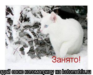 Занято!... Котоматрица: Занято!