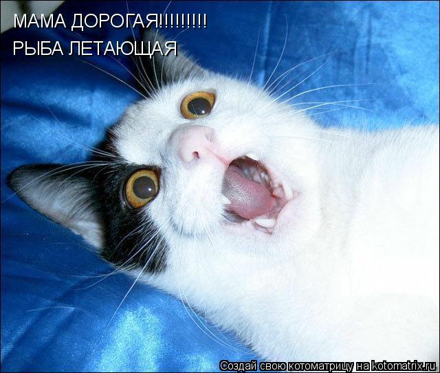 МАМА ДОРОГАЯ!!!!!!!!! РЫБА ЛЕТАЮЩАЯ... Котоматрица: МАМА ДОРОГАЯ!!!!!!!!! РЫБА ЛЕТАЮЩАЯ
