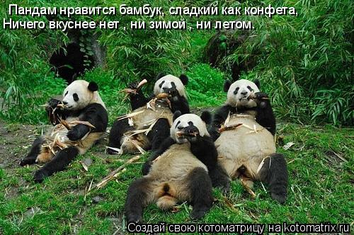 Пандам нравится бамбук, сладкий как конфета, Ничего вкуснее нет , ни зимой , ни летом.... Котоматрица: Пандам нравится бамбук, сладкий как конфета, Ничего вкуснее нет , ни зимой , ни летом.
