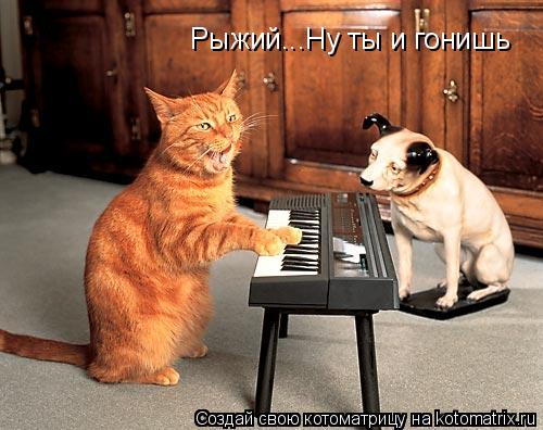 Котоматрица: Рыжий...Ну ты и гонишь