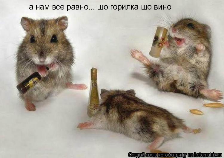 Котоматрица: а нам все равно... шо горилка шо вино