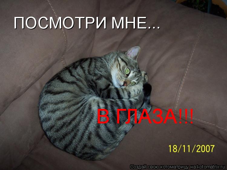 Котоматрица: ПОСМОТРИ МНЕ... В ГЛАЗА!!!
