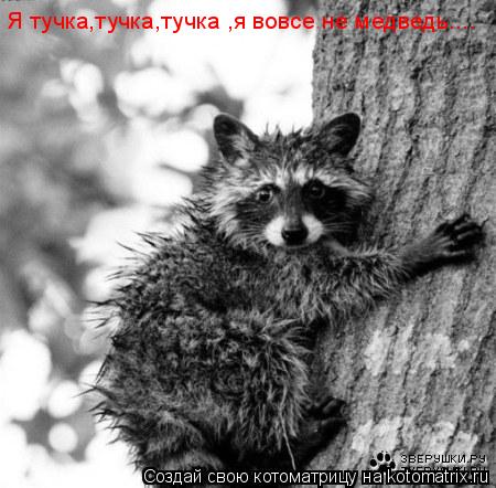 Я тучка,тучка,тучка ,я вовсе не медведь....... Котоматрица: Я тучка,тучка,тучка ,я вовсе не медведь....