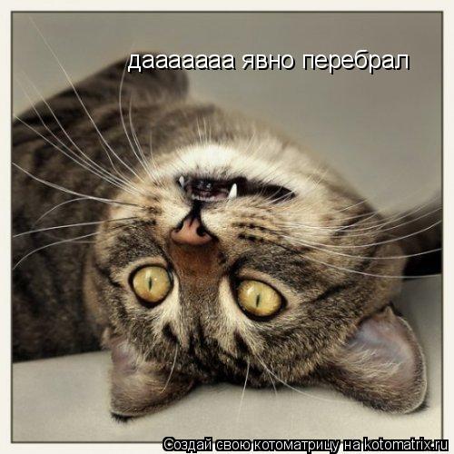 Котоматрица: дааааааа явно перебрал
