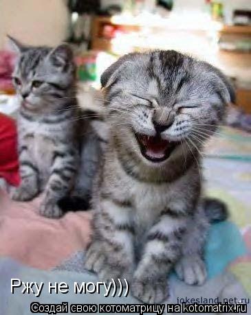 Ржу не могу)))... Котоматрица: Ржу не могу)))