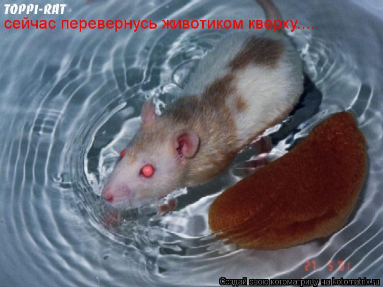 Котоматрица: сейчас перевернусь животиком кверху....