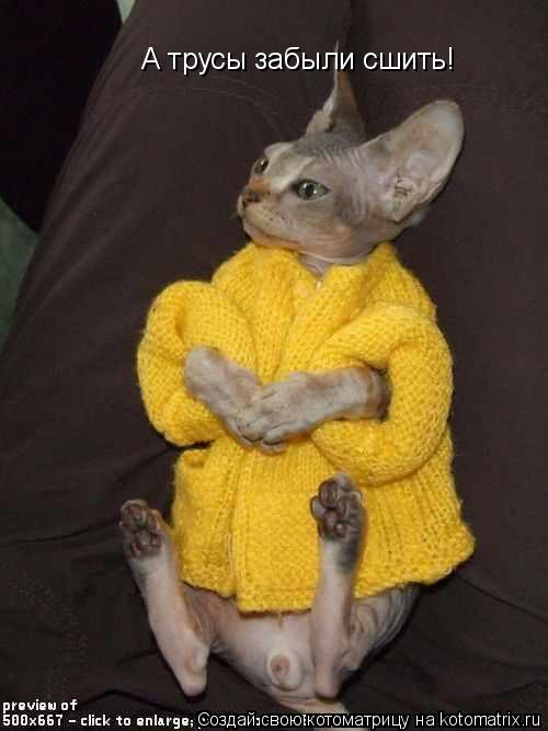 Котоматрица: А трусы забыли сшить!