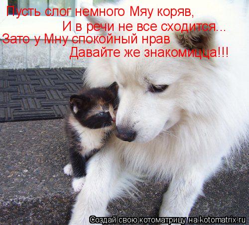 Котоматрица: Пусть слог немного Мяу коряв, И в речи не все сходится... Зато у Мну спокойный нрав Давайте же знакомицца!!!